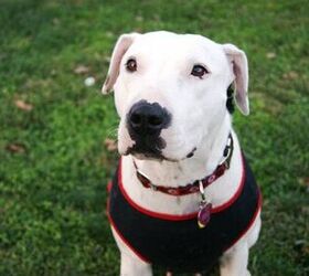 adoptable dog of the month paisley