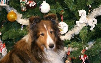Safely Decking The Halls For Your Dog This Holiday Season
