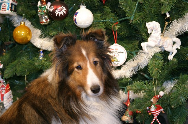 safely decking the halls for your dog this holiday season
