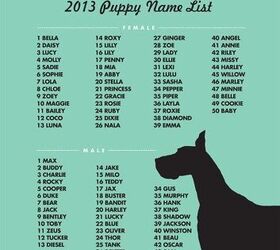max and bella top 2013 most popular puppy names