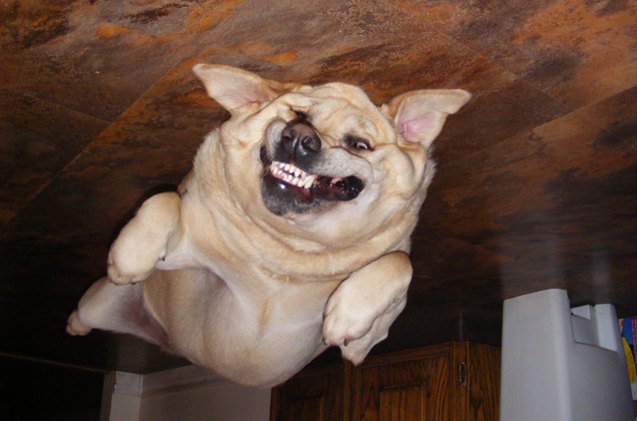 upside down dog of the week oscar