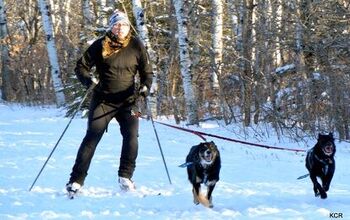 Winter Training Tips: Getting Started In Skijoring