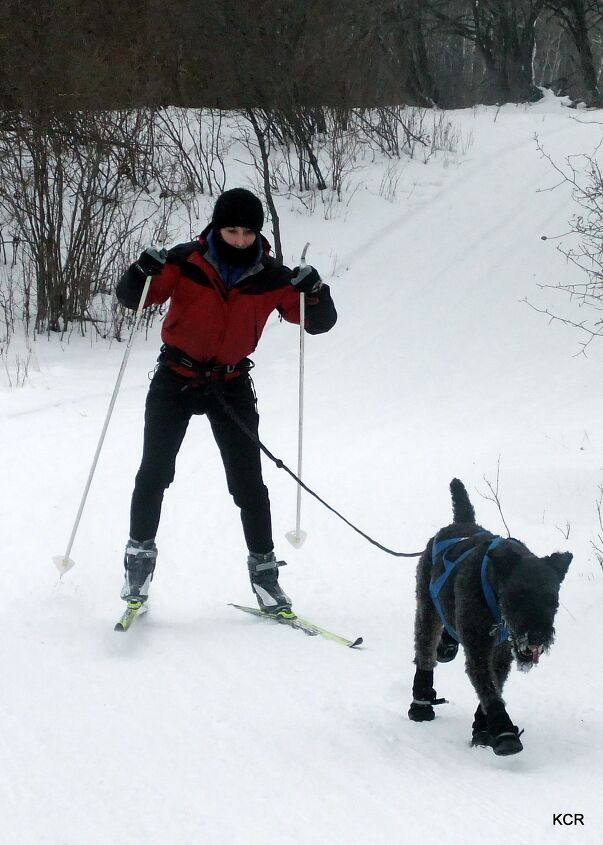 winter training tips getting started in skijoring