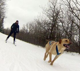 Skijoring harness hotsell