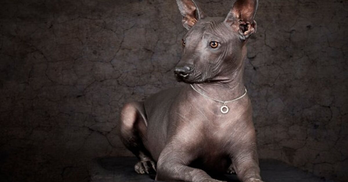 Xoloitzcuintli Dog Breed Information And Pictures Petguide Petguide Xoloitzcuintli Dog Breed Information And Pictures Petguide Petguide