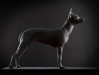Xoloitzcuintli Dog Breed Information and Pictures - PetGuide | PetGuide