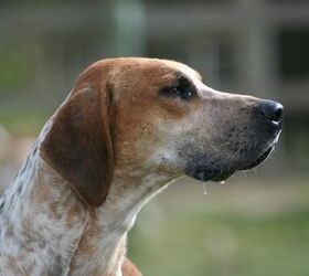 american foxhound proud hunting dog or family pet