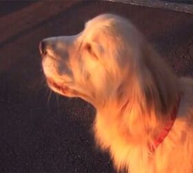 Siren Dog Howls Along With Emergency Vehicles [Video]