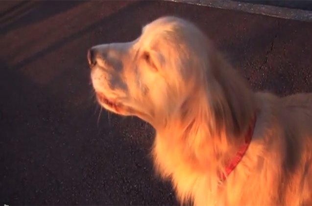 siren dog howls along with emergency vehicles video