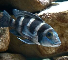 Photos: 50 Gallon Colorful Tropical Fish Tank with African Cichlids