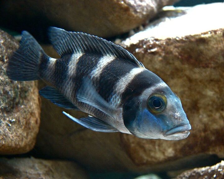 african cigarette fish African Cichlids Fish Breed Information and Pictures - PetGuide african cigarette fish African Cichlids Fish Breed Information and Pictures - PetGuide