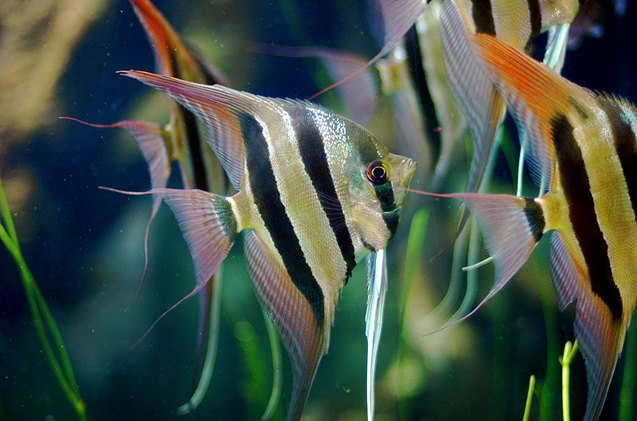 Angelfish Compressed Angelfish Fish Breed Information and Pictures - PetGuide | PetGuide