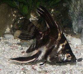 pets at home angelfish