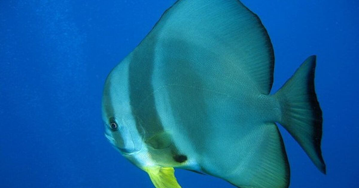 Batfish Fish Breed Information and Pictures - PetGuide | PetGuide