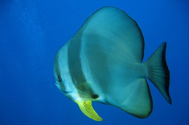 Batfish Fish Breed Information and Pictures - PetGuide | PetGuide