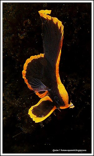 Batfish Fish Breed Information and Pictures - PetGuide | PetGuide