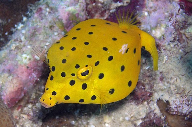 Boxfish Fish Breed Information and Pictures - PetGuide | PetGuide