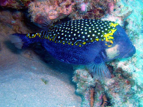 Boxfish Fish Breed Information and Pictures - PetGuide | PetGuide