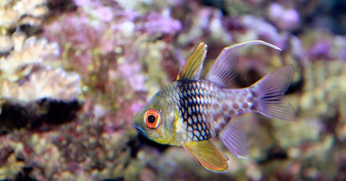 Cardinalfish Fish Breed Information and Pictures - PetGuide | PetGuide