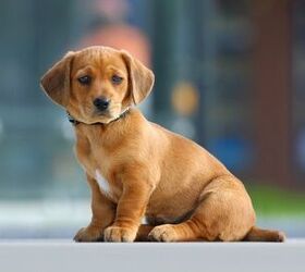 The Quest For Dog: 6 Steps For Prepping Your House For A Puppy