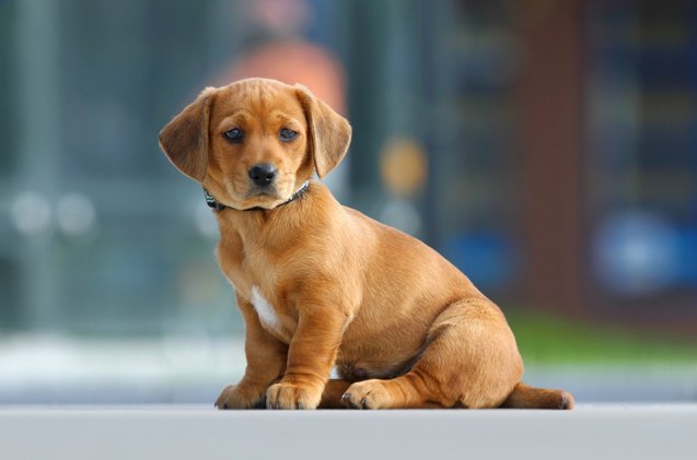the quest for dog 6 steps for prepping your house for a puppy