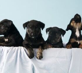 What Dog Breed Is Right For Me PetGuide What dog breed is right for me petguide