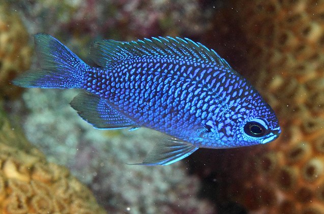 Scrom Fish Chromis Fish Breed Information and Pictures - PetGuide | PetGuide