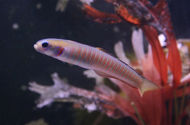 Dartfish Fish Breed Information and Pictures - PetGuide | PetGuide