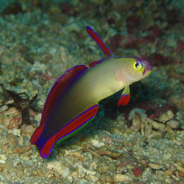 Dartfish Fish Breed Information and Pictures - PetGuide | PetGuide
