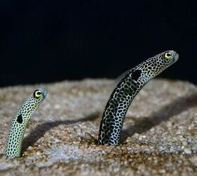 Saltwater Eels