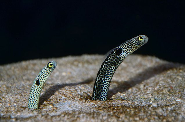saltwater eels