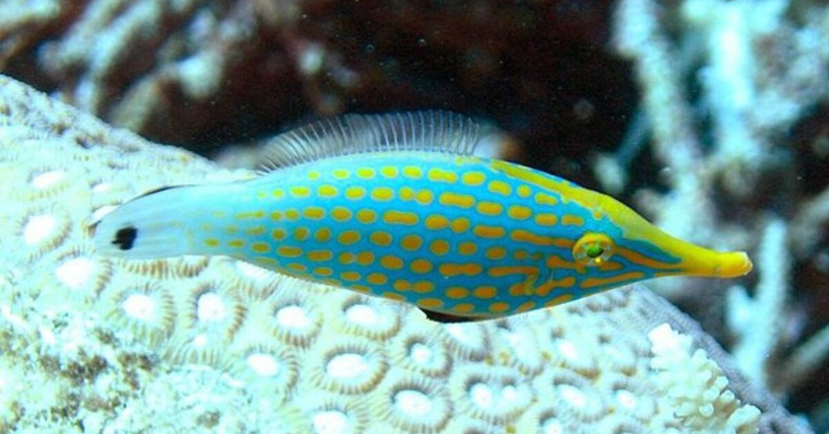 Filefish Fish Breed Information and Pictures - PetGuide | PetGuide