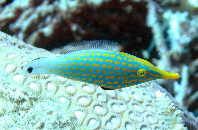 Filefish Fish Breed Information and Pictures - PetGuide | PetGuide