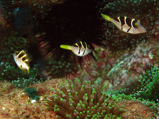 filefish