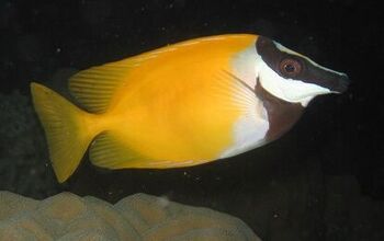 Rabbitfish | PetGuide