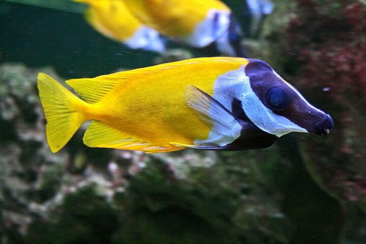 Foxface Rabbitfish Fish Breed Information and Pictures - PetGuide ...