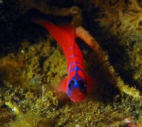 Saltwater Goby Fish