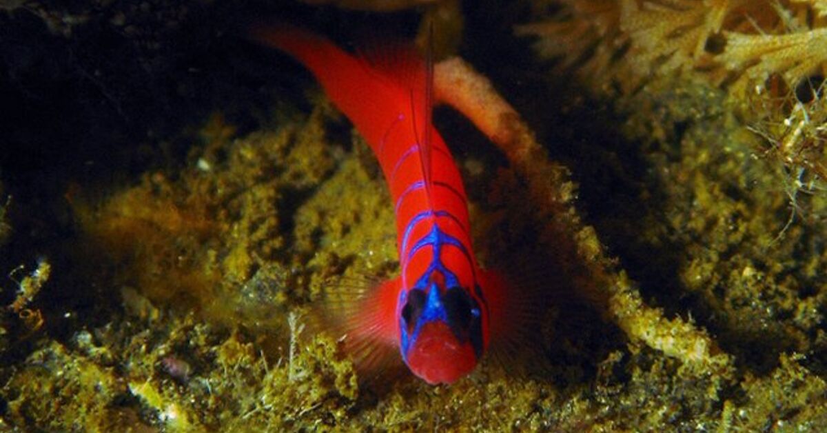 Gopyfish Saltwater Goby Fish | PetGuide