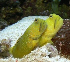 saltwater goby fish