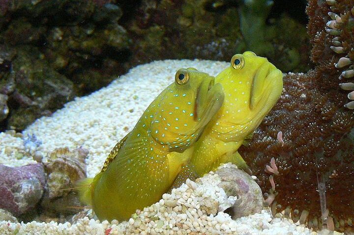 Saltwater Goby Fish | PetGuide