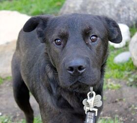adoptable dog of the week normandy