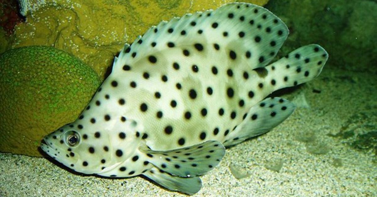 Grouper Fish Breed Information and Pictures - PetGuide | PetGuide