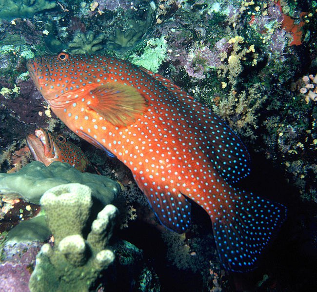 Grouper Fish Breed Information and Pictures - PetGuide | PetGuide