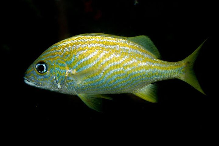 Grunts Fish Breed Information and Pictures - PetGuide | PetGuide