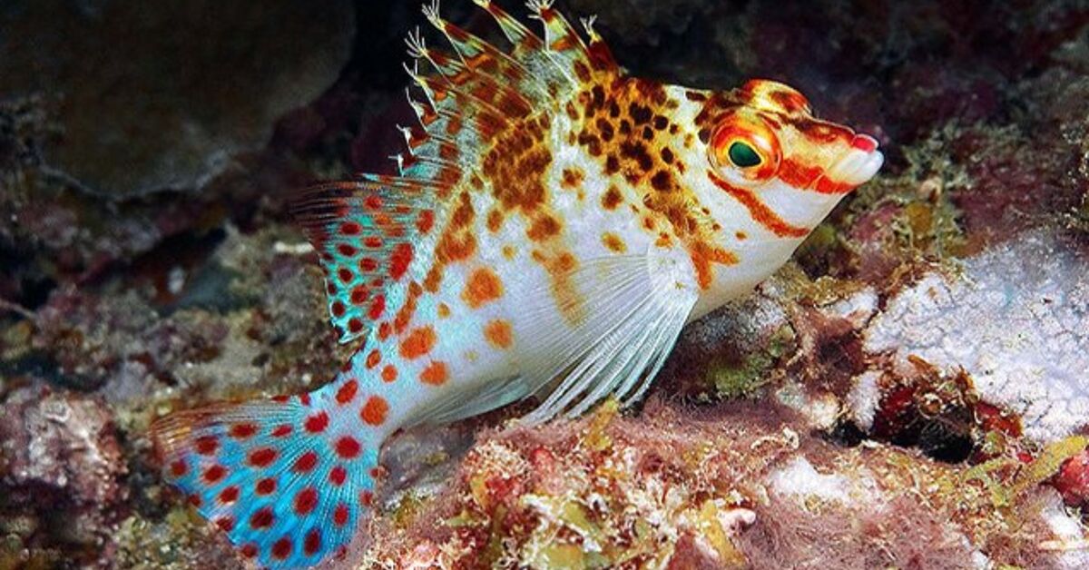 FISH