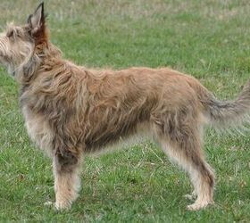 Berger Picard Dog Breed Information and Pictures - PetGuide