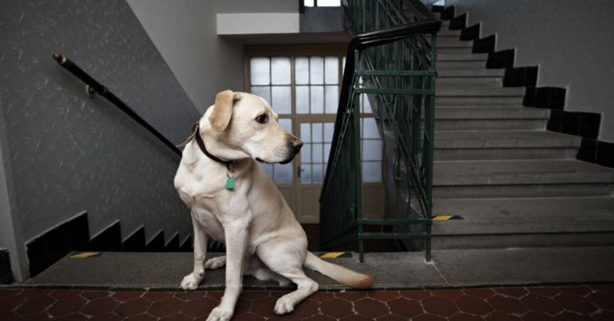 Indoor Dog Fitness Ideas To Keep Your Dog Moving This Winter PetGuide indoor-dog-fitness-ideas-to-keep-your-dog-moving-this-winter-petguide