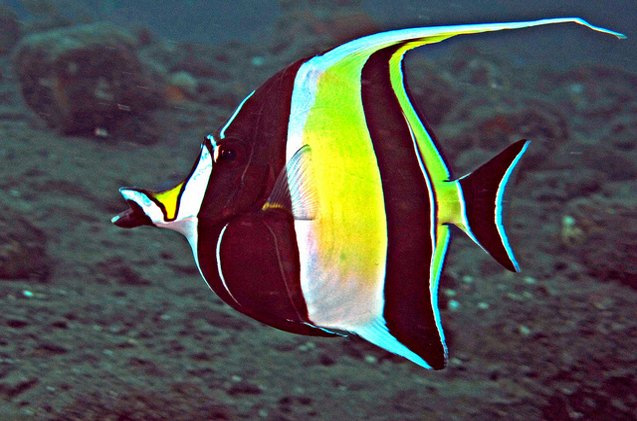 Moorish Idol Moorish Idol