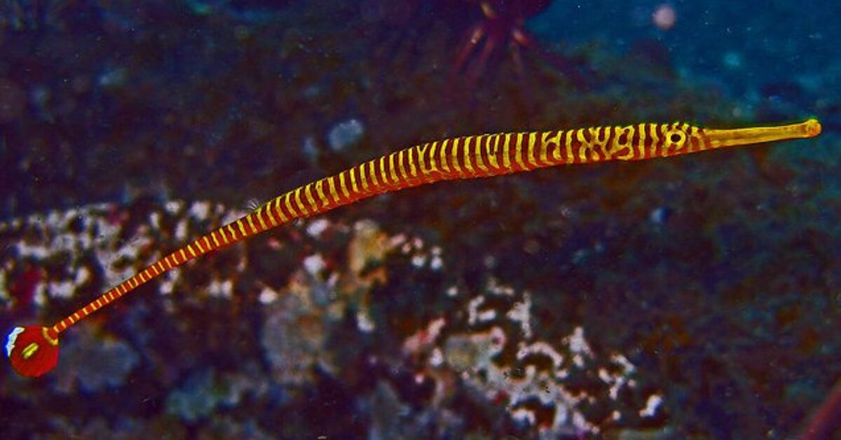 Pipefish Fish Breed Information and Pictures - PetGuide | PetGuide