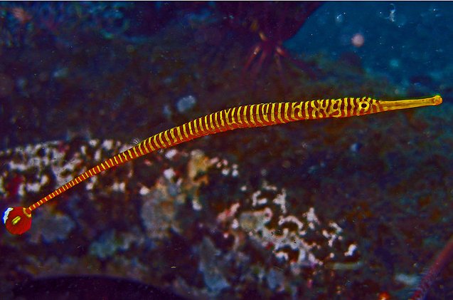 Pipefish Fish Breed Information and Pictures - PetGuide | PetGuide